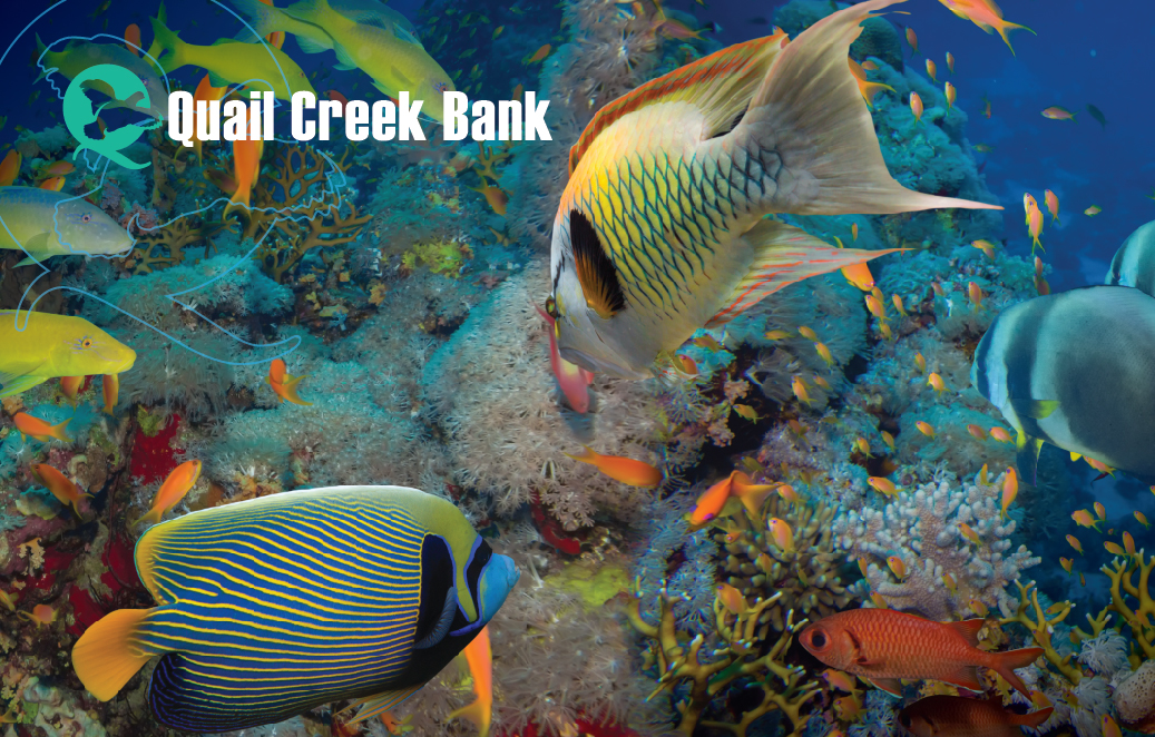 2024 Debit Card Design - school of fish