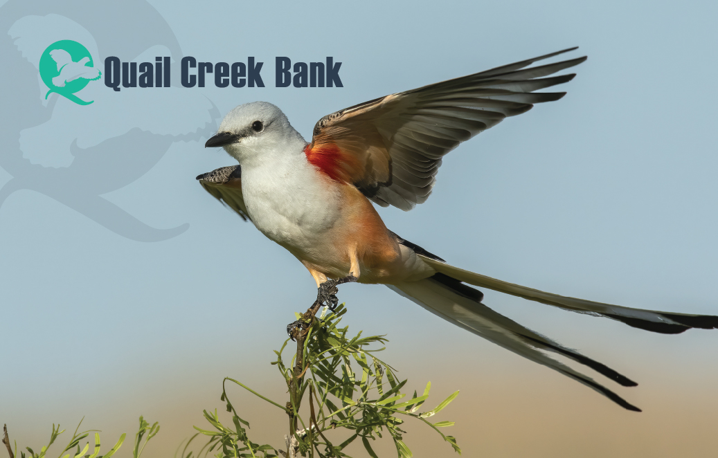 2024 Debit Card Design - scissortail flycatcher