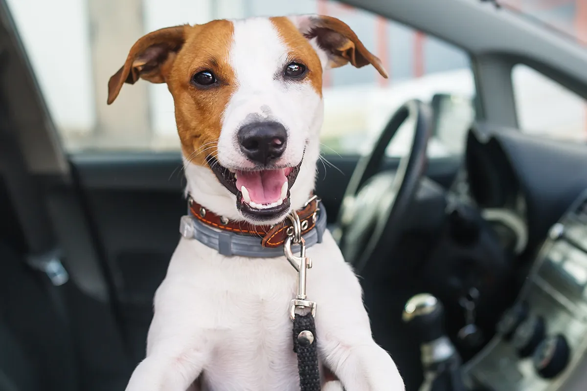 Excited dog looking out the passenger window of a vehicle
