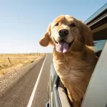Dog looking out the window